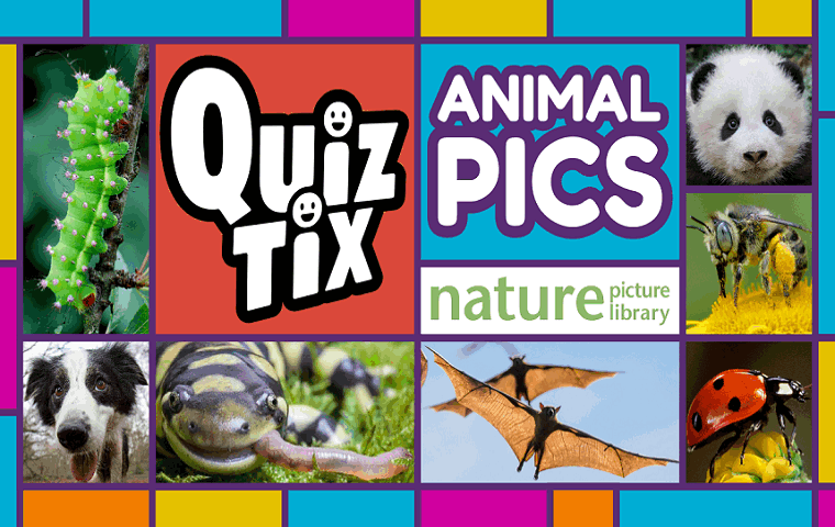 QuizTix: Animal Pictures quiz